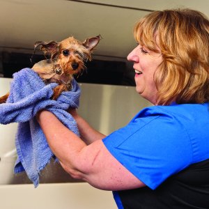 Can Melatonin Help Dogs With Allergies Can Melatonin Help Dogs With Allergies