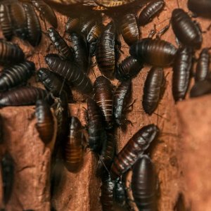 How Long Can A Cockroach Live In A Room How Long Can A Cockroach Live In A Room