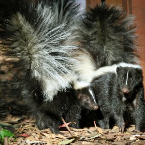 How To Keep Skunks Away Angie S List