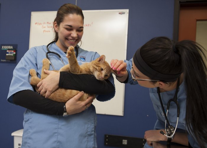 Two vet technicians work with a cat in their office