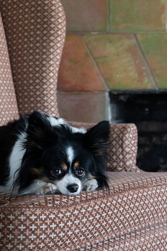 dog sitting in front of fireplace