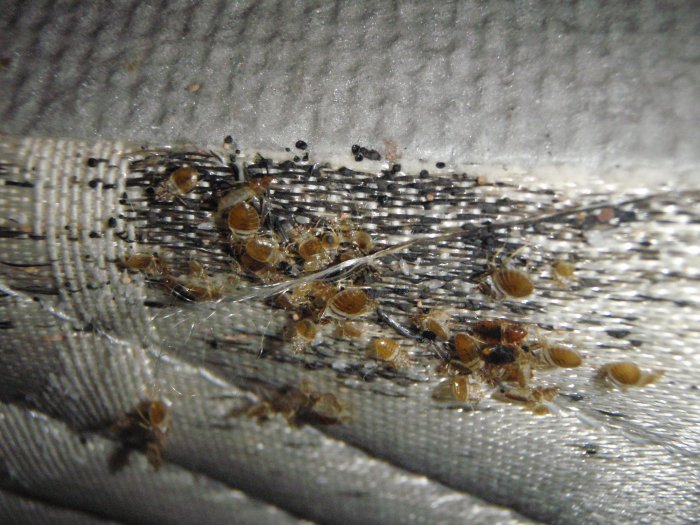Bed bugs with castings, eggs and fecal matter on a mattress