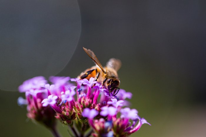 A bee atop a purple flower