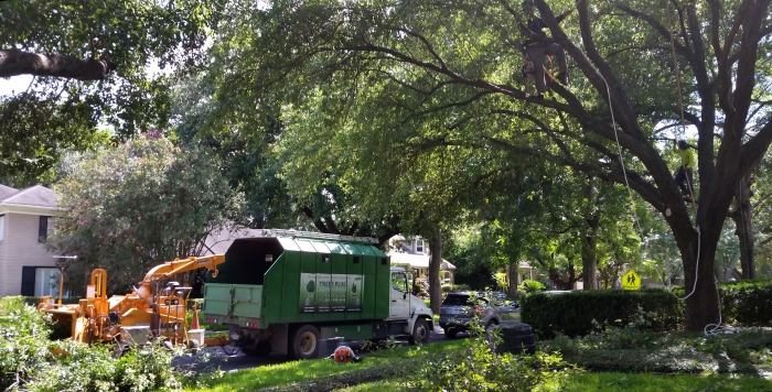 tree crew working in yard filled with trees