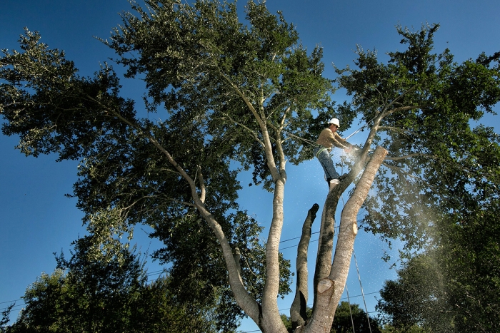 Tree trimmer in harness trimming tree