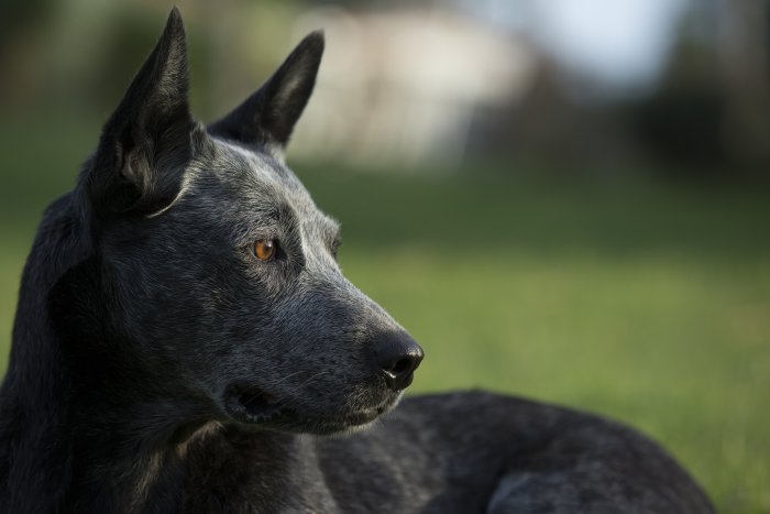 black dog gazing to right