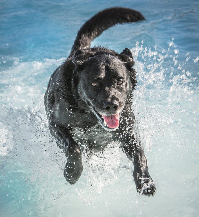 black dog jumping into pool
