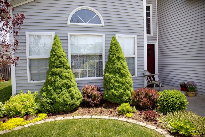 shrubs against house
