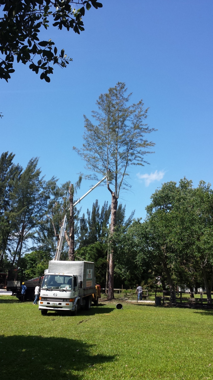 worker on top of cherry picker in tree