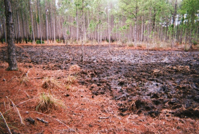 Feral pigs root up valuable lands to get the food they need. (Photo courtesy of the Florida Fish and Wildlife Conservation Commission)