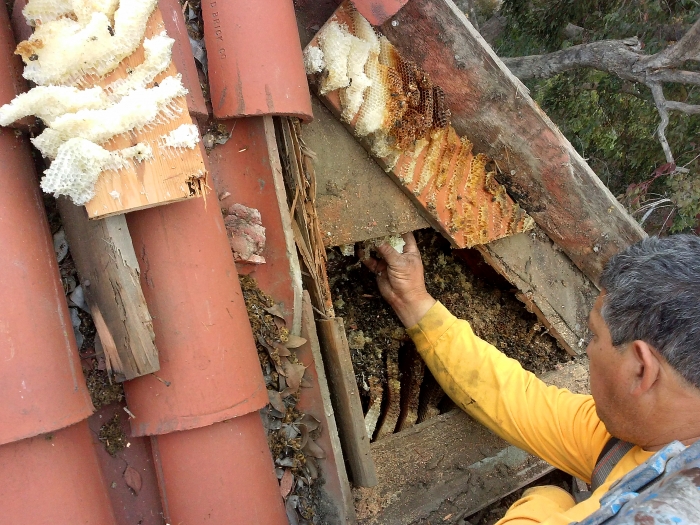 worker removing bee hive from roof of house