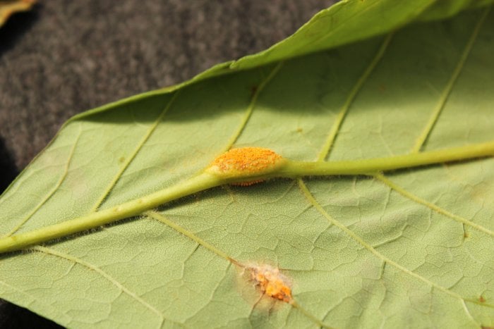 ash rust tree fungus disease