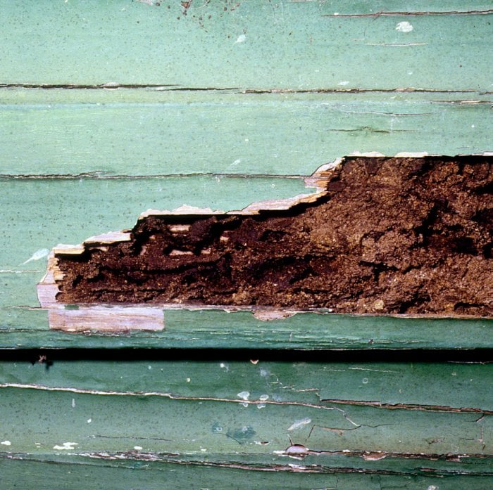 Rotted wood siding