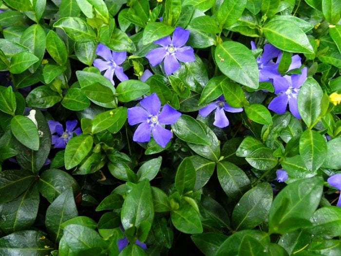 Periwinkle plant with purple blooms