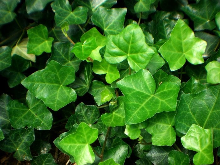 English Ivy plant