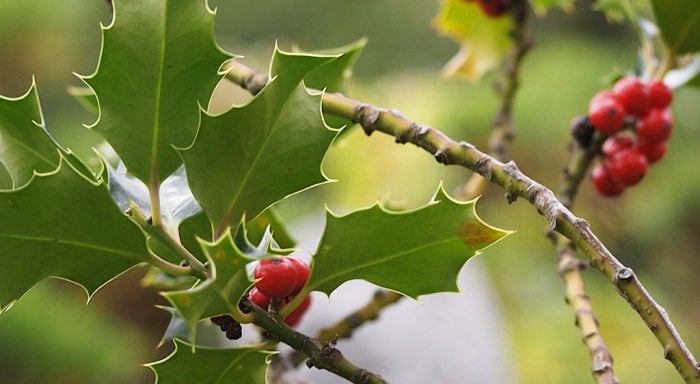 Japanese Holly plant