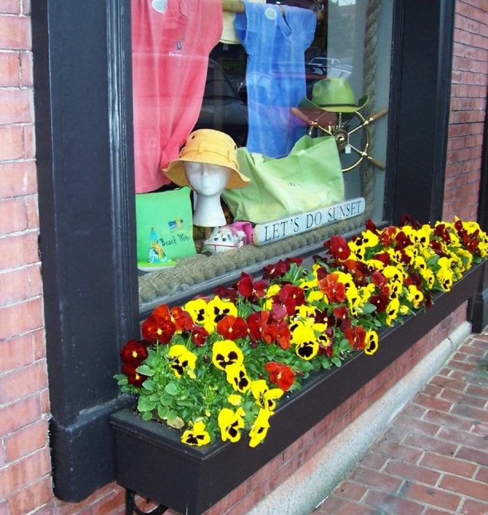 Best Plants For Fall Window Boxes Angie S List