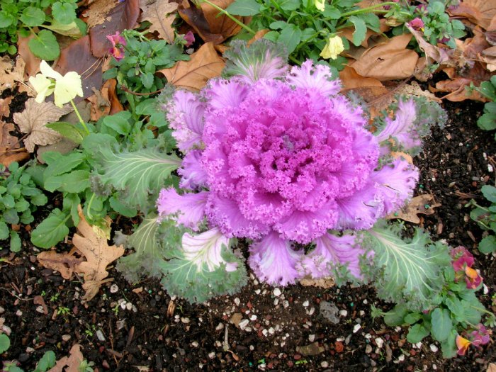 Purple ornamental kale