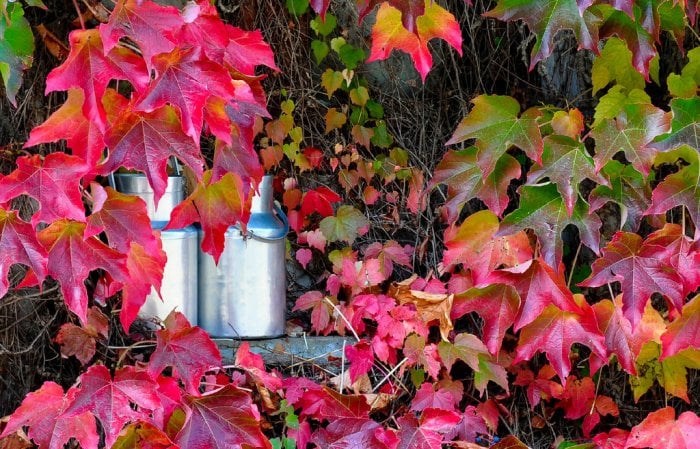 Virginia Creeper plants in fall