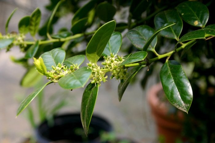 Burford Holly plant