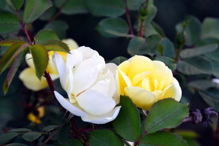 White and yellow Knock Out roses