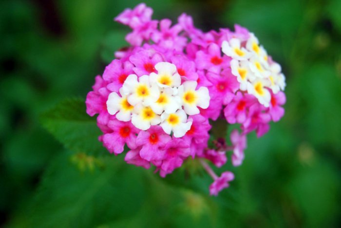 Purple and white lantana flowers
