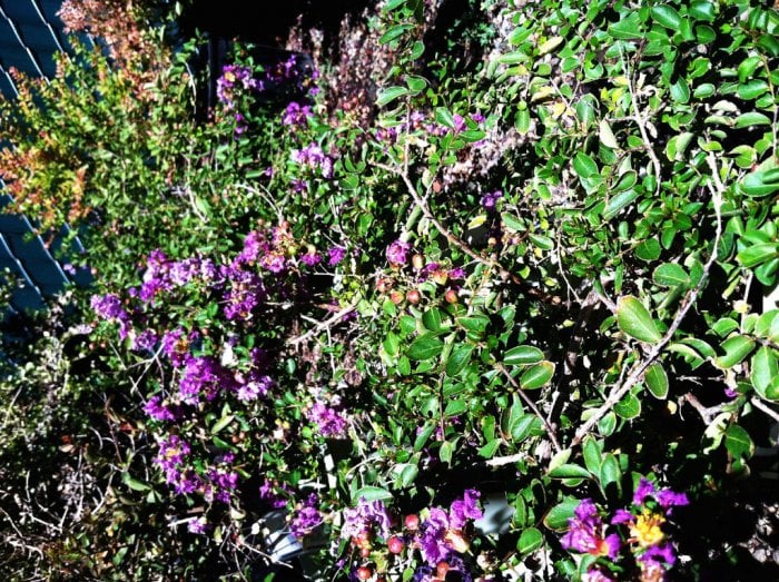 Dwarf crape myrtle with purple blooms