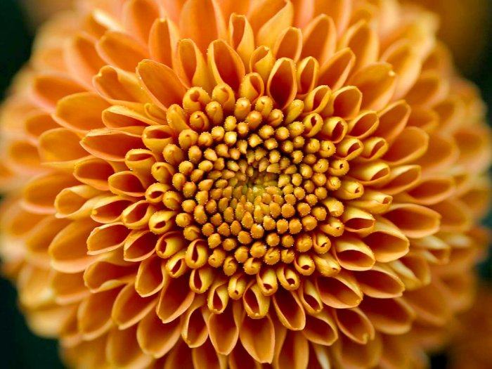 an orange mum