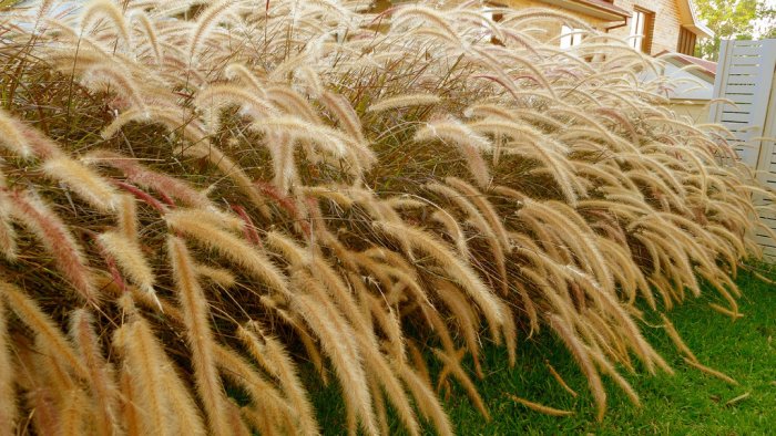 purple fountain grass