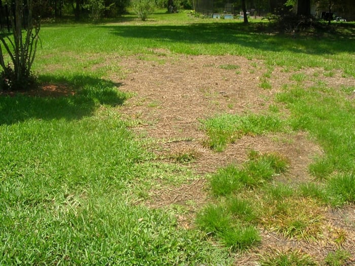 When member Kimberly B. complained about the condition of her lawn, the company responded by email and said they would not return to fix the problem. (Photo courtesy of Angie's List member Kimberly B. of Jacksonville, Fla.)