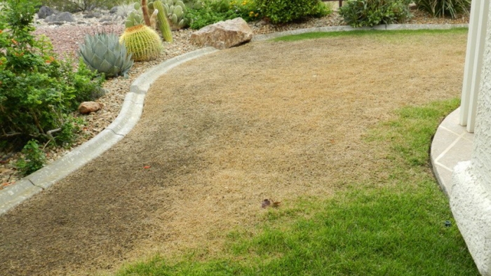 dead grass from improper fertilization
