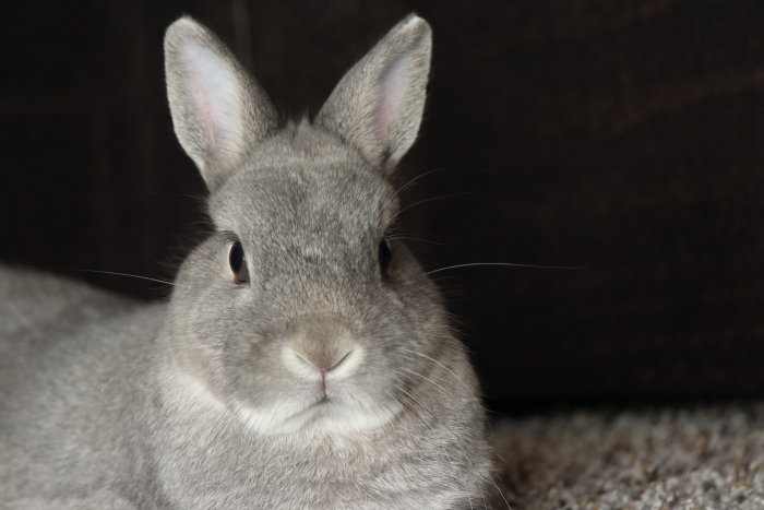 gray rabbit