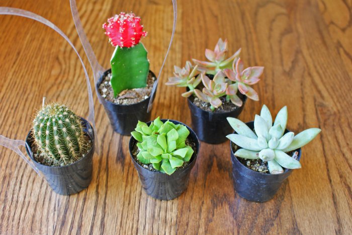 cacti and succulents