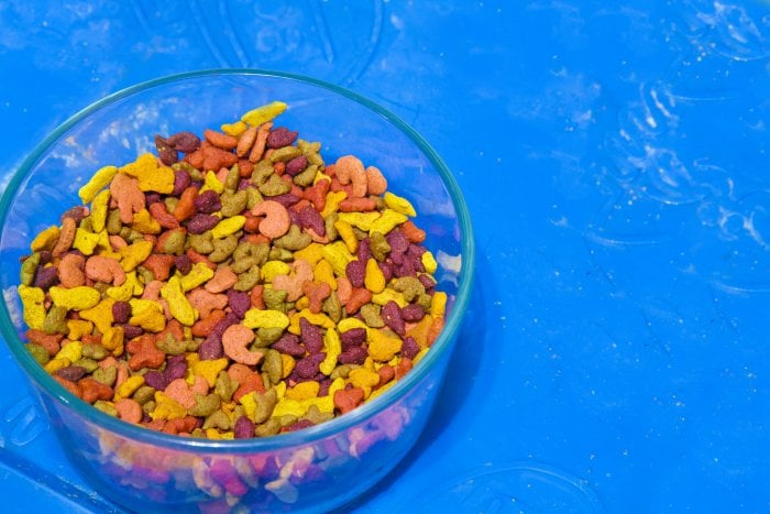 bowl of cat food with blue background
