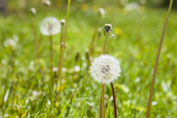 dandelion going to seed