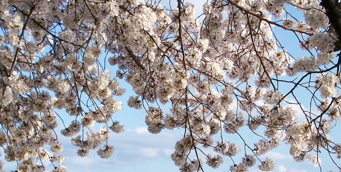 The cherry blossoms range in color from white to pink and are concentrated along D.C.'s Tidal Basin. (Photo by Jason Hargraves)