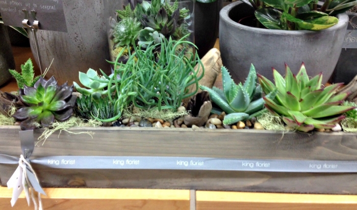 Succulents at King Florist in Austin