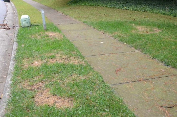 dead spots on lawn from over-fertilization