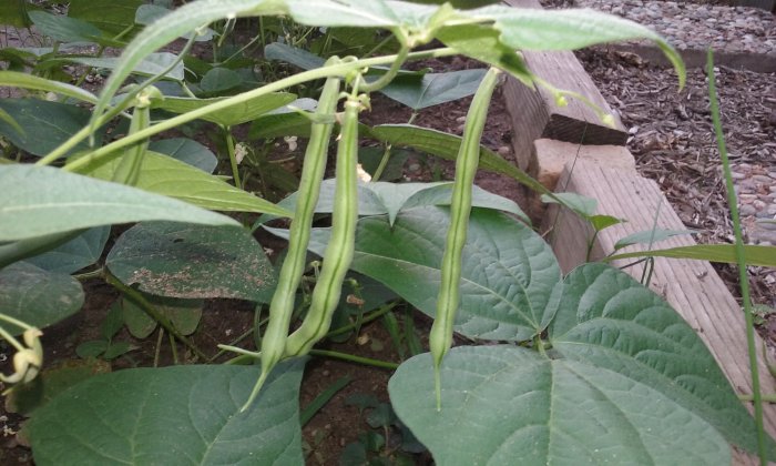 green beans grown in October in Indiana by Mike LaFollette