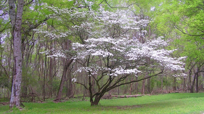 Dogwood