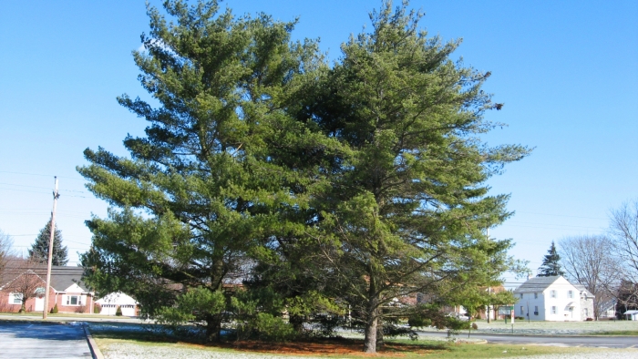 Eastern white pine