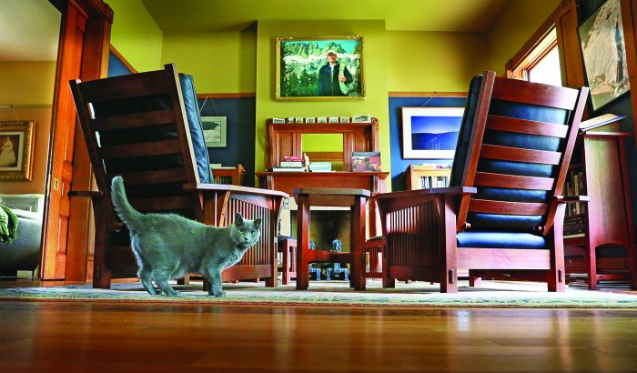 gray cat walking across area rug