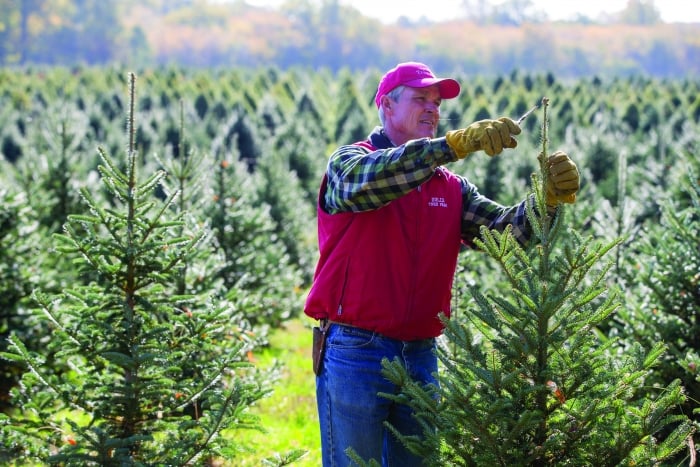 tree farmer pruning Christmas tree amid rows of trees