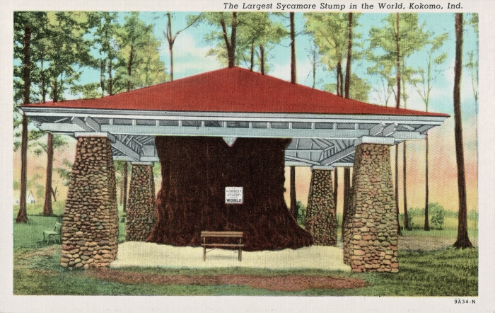 sycamore stump, stump, odd indiana, kokomo