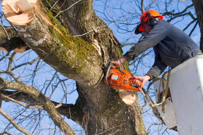 man using saw to trim tree