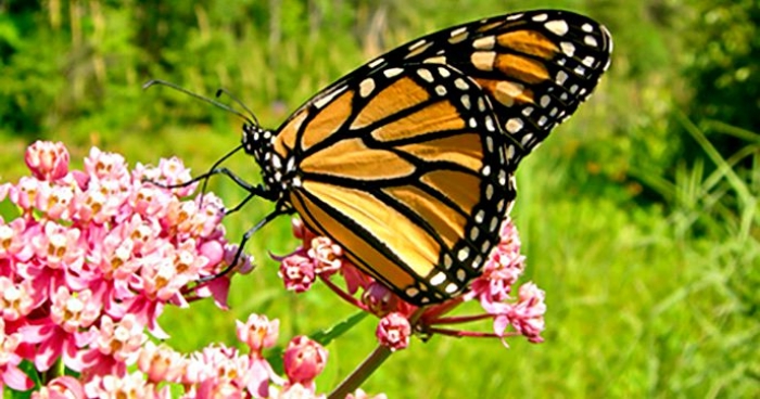Monarch butterfly