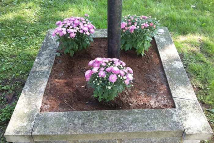 mum flowers mum flowers