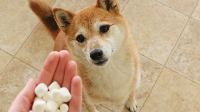 Can Marshmallows Be Given To Dogs Can Marshmallows Be Given To Dogs