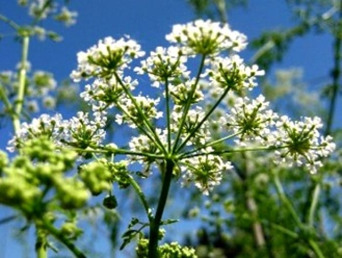 Flowers That Can Be Dog Names Flowers That Can Be Dog Names