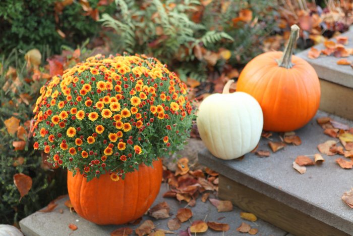 pumpkin planter and pumpkins on porch steps